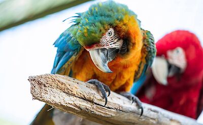 Necker Island Parrot 1