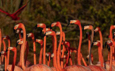 Necker Island Flamingos 3