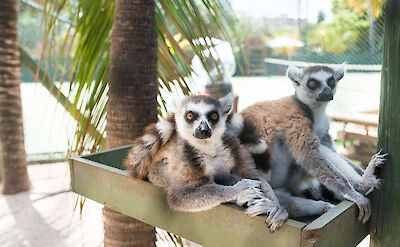 Necker Island Lemurs