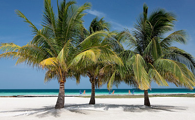 Copy+of+royal+belieze+ +% The+island%